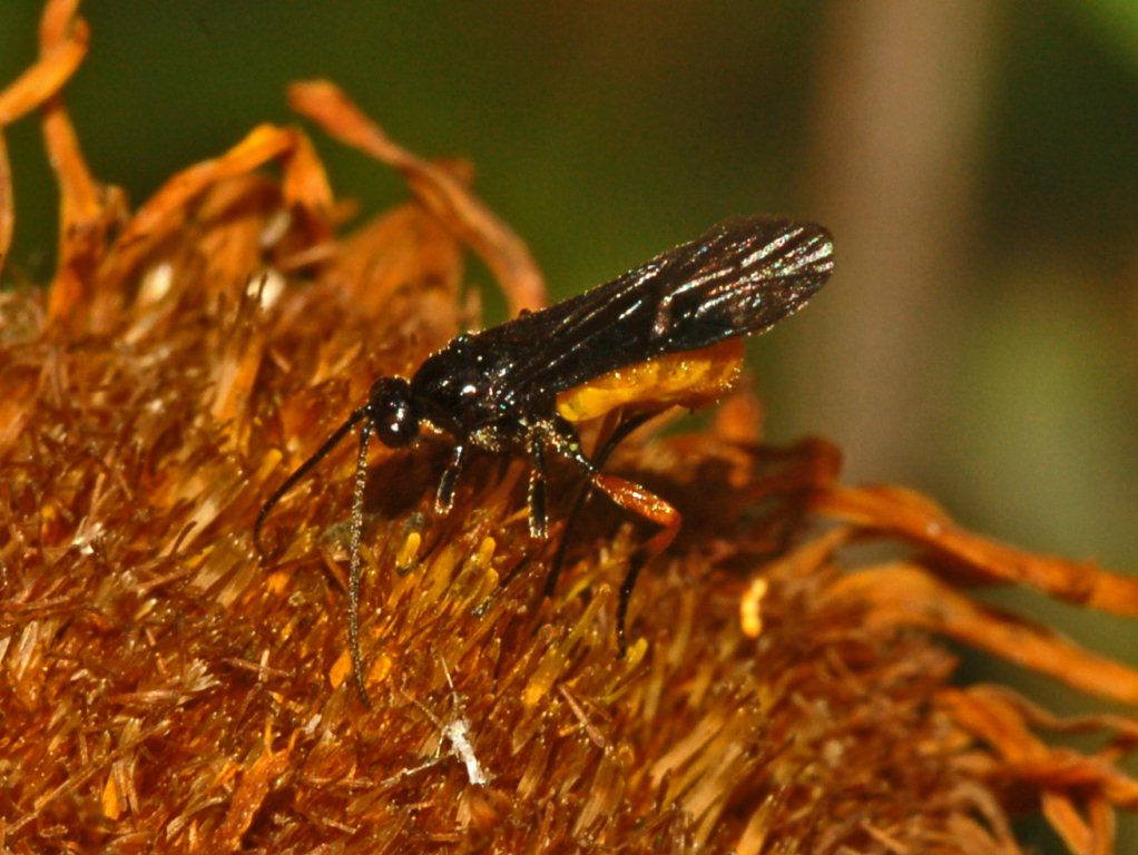 Braconidae in deposizione